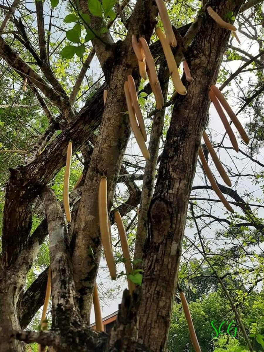 Parmentiera cereifera Seem.